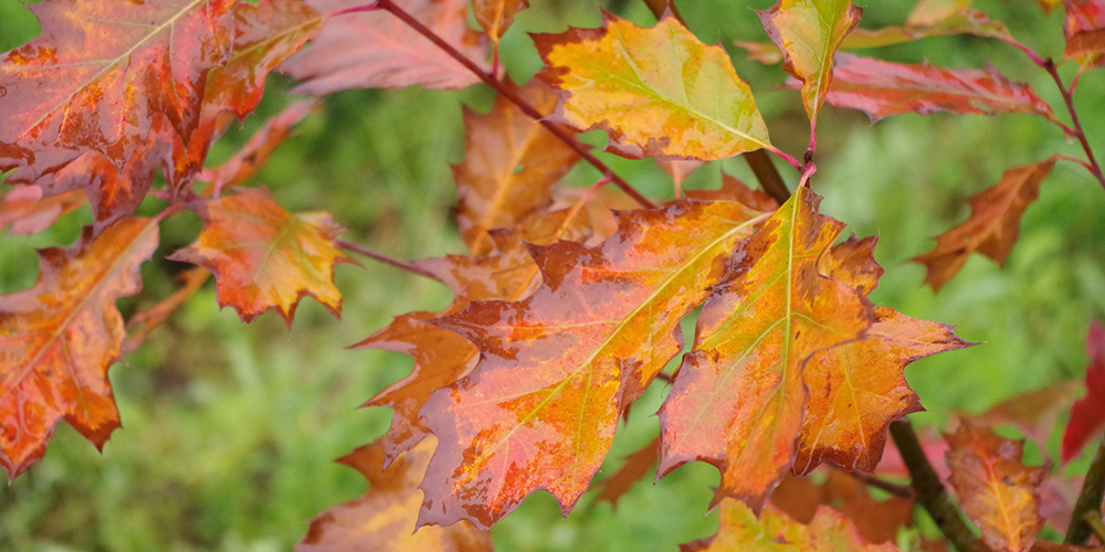 Fall oak leaves