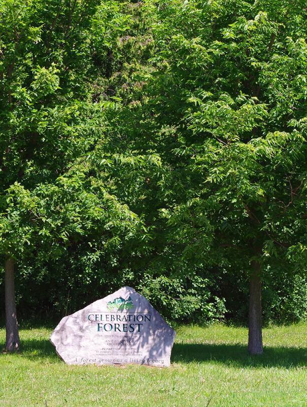 Janet Frood with trees