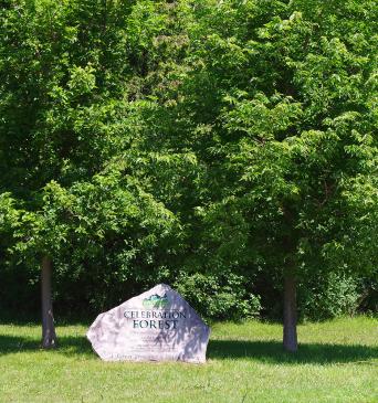 Janet Frood with trees